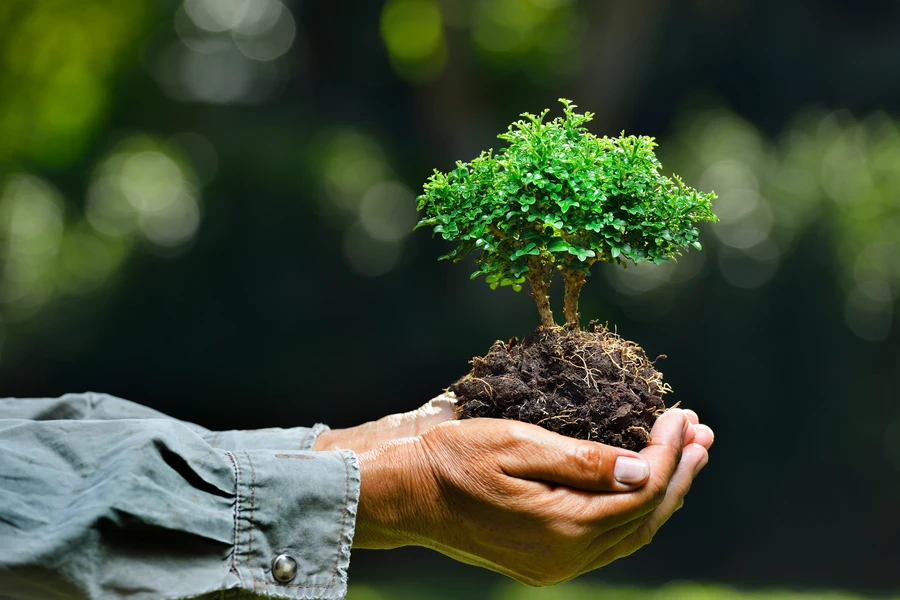 Experienced Tree Planting Service Mendham, NJ Experienced Tree Planting Service Mendham, NJ