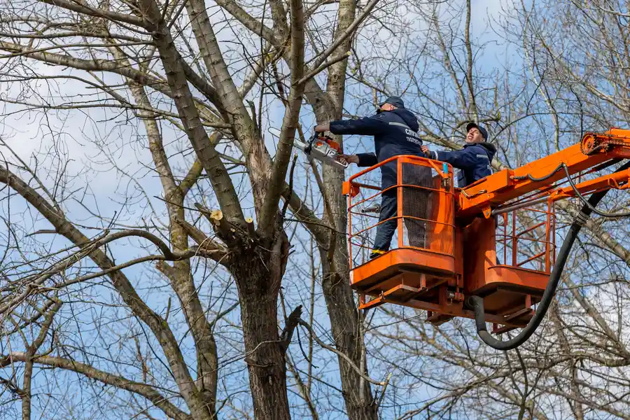 Expert Tree Removal Mendham, NJ Expert Tree Removal Mendham, NJ