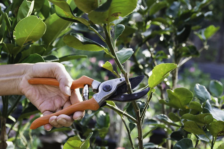 How Tree Pruning Helps Maintain A Beautiful Landscape Mendham, NJ How Tree Pruning Helps Maintain A Beautiful Landscape Mendham, NJ