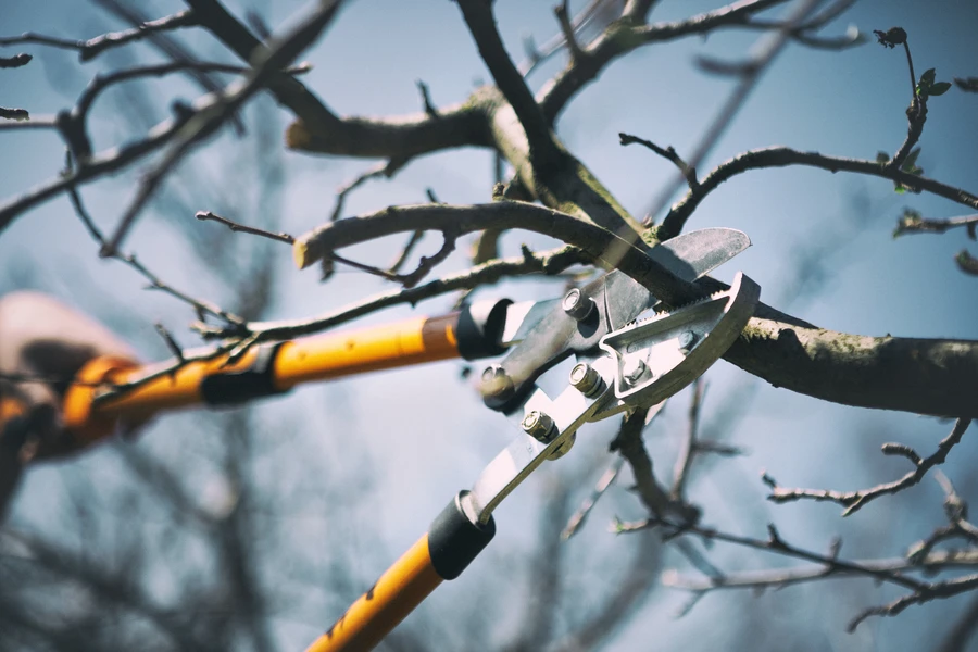 How Tree Pruning Helps Maintain A Beautiful Landscape in Mendham, NJ How Tree Pruning Helps Maintain A Beautiful Landscape in Mendham, NJ