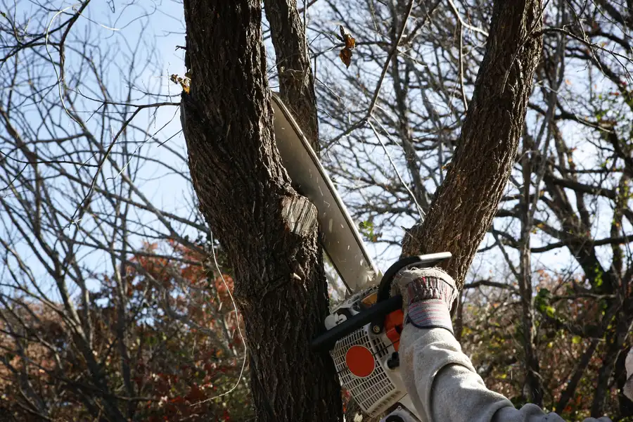 How Tree Removal Can Prevent Damage To Your Home Mendham, NJ How Tree Removal Can Prevent Damage To Your Home Mendham, NJ