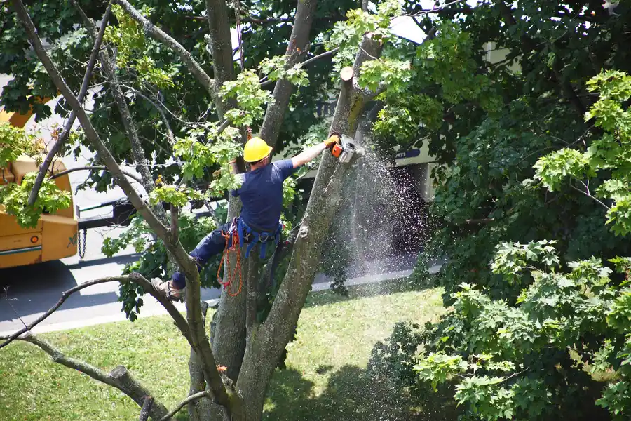 How Tree Removal Can Prevent Damage To Your Home in Mendham, NJ How Tree Removal Can Prevent Damage To Your Home in Mendham, NJ