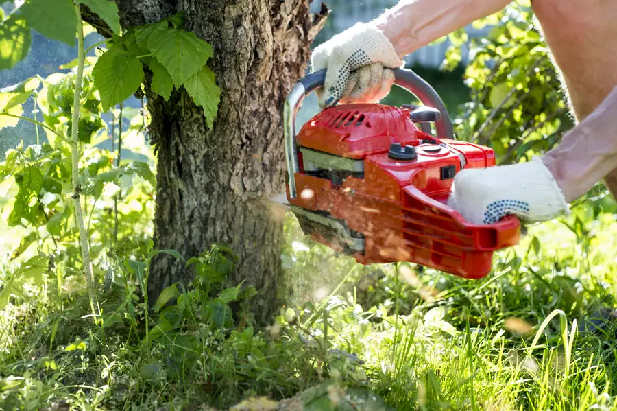 How Tree Removal Prevents Property Damage in Mendham, NJ How Tree Removal Prevents Property Damage in Mendham, NJ