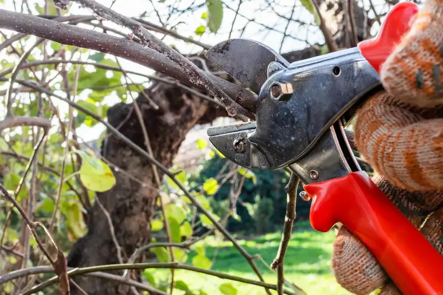 Professional Tree Pruning Services Mendham, NJ Professional Tree Pruning Services Mendham, NJ