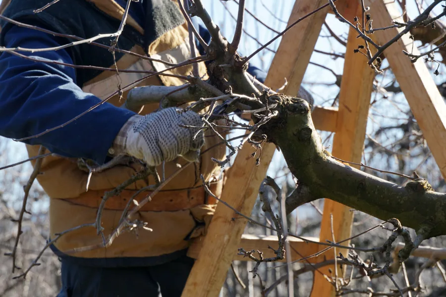 Quality Tree Pruning Services Mendham, NJ Quality Tree Pruning Services Mendham, NJ