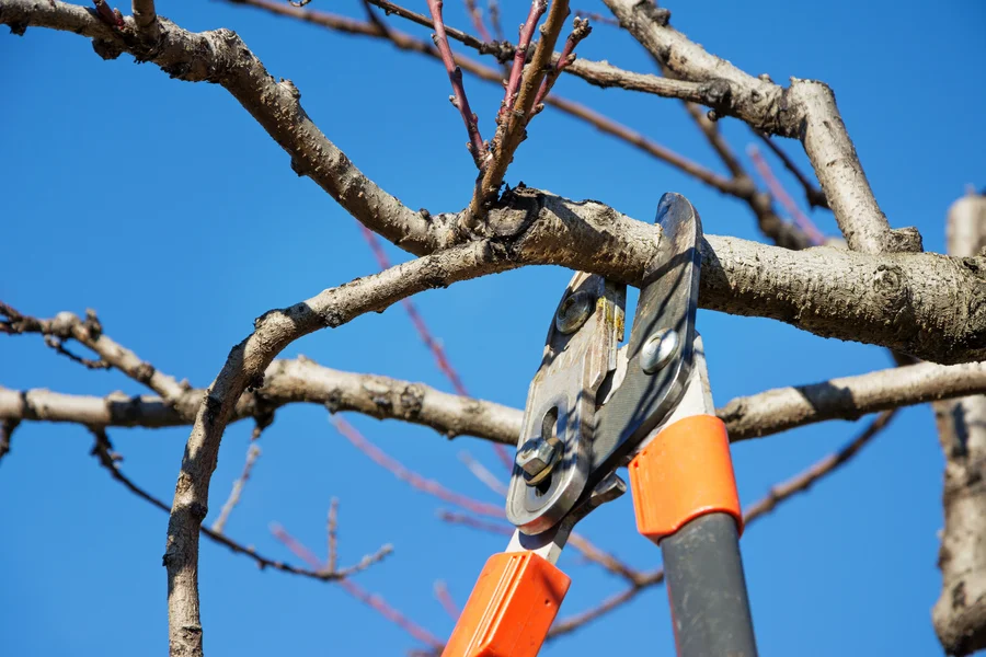 The Importance Of Timely Tree Pruning For Homeowners Mendham, NJ The Importance Of Timely Tree Pruning For Homeowners Mendham, NJ