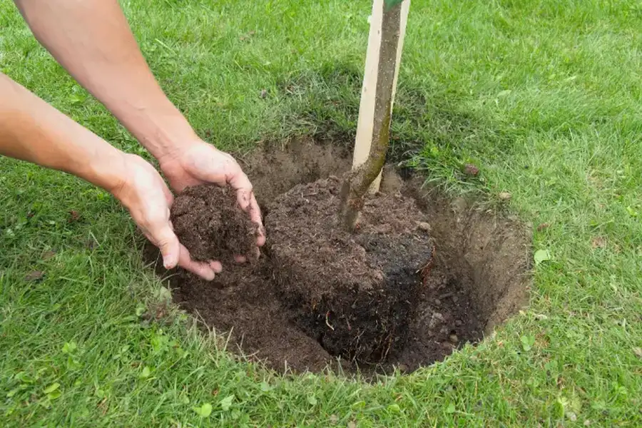 Top-rated Tree Planting Service Mendham, NJ Top-rated Tree Planting Service Mendham, NJ